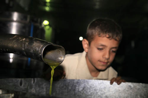معاصر فلسطين المحتلة تستقبل زيتونها