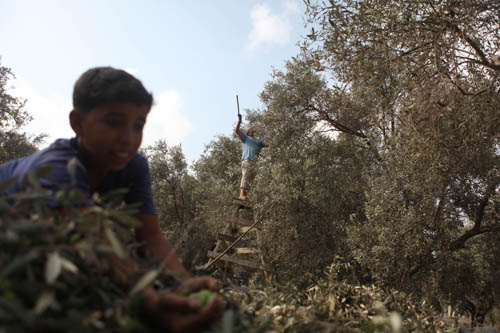 قطف الزيتون بدأ في فلسطين المحتلة