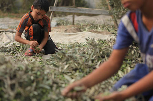 قطف الزيتون بدأ في فلسطين المحتلة