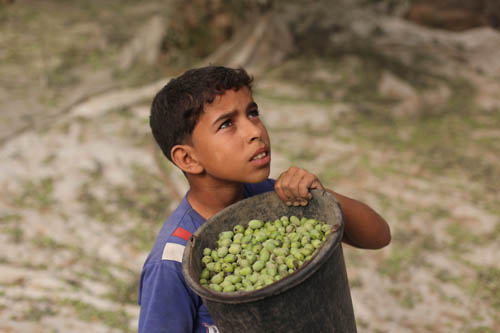 قطف الزيتون بدأ في فلسطين المحتلة