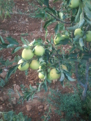 موسم العنب والتفاح في القرى الجنوبية