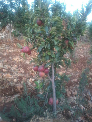 موسم العنب والتفاح في القرى الجنوبية