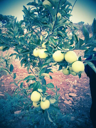 موسم العنب والتفاح في القرى الجنوبية
