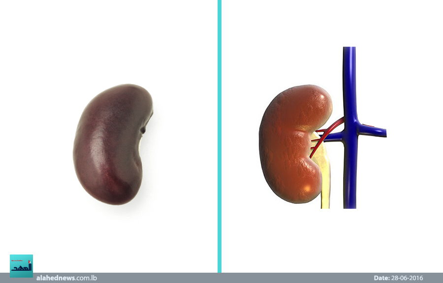 كل ثمرة خضار أو فواكه تشبه أعضاء جسمك،هي مفيدة له