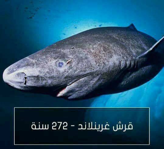 اطول الحيوانات عمراً