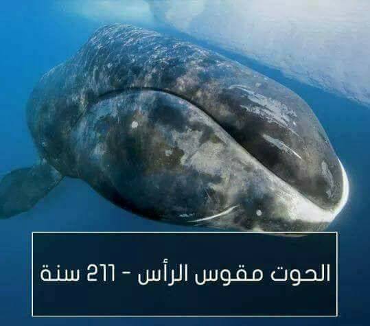 اطول الحيوانات عمراً
