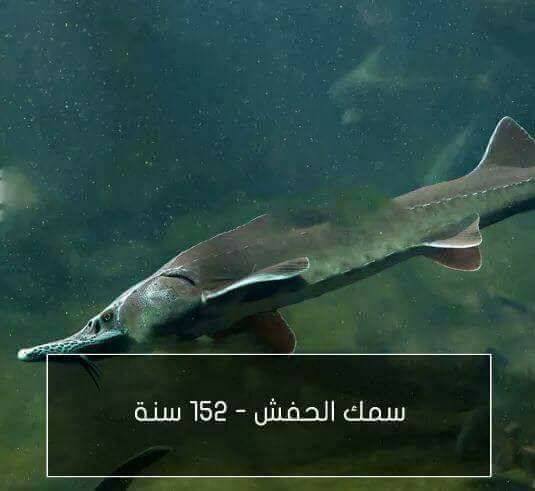 اطول الحيوانات عمراً
