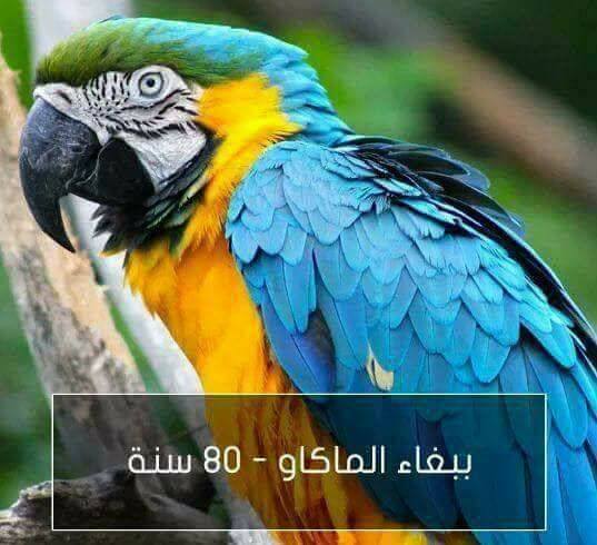 اطول الحيوانات عمراً