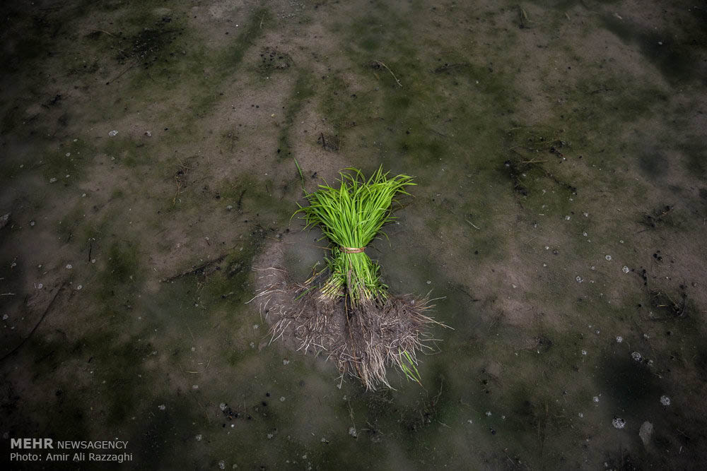 صور رائعة لزراعة الأرز