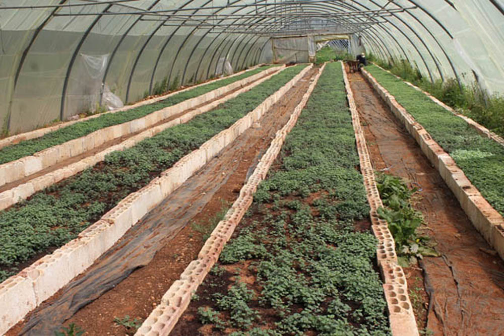 زراعة الزعتر في الجنوب