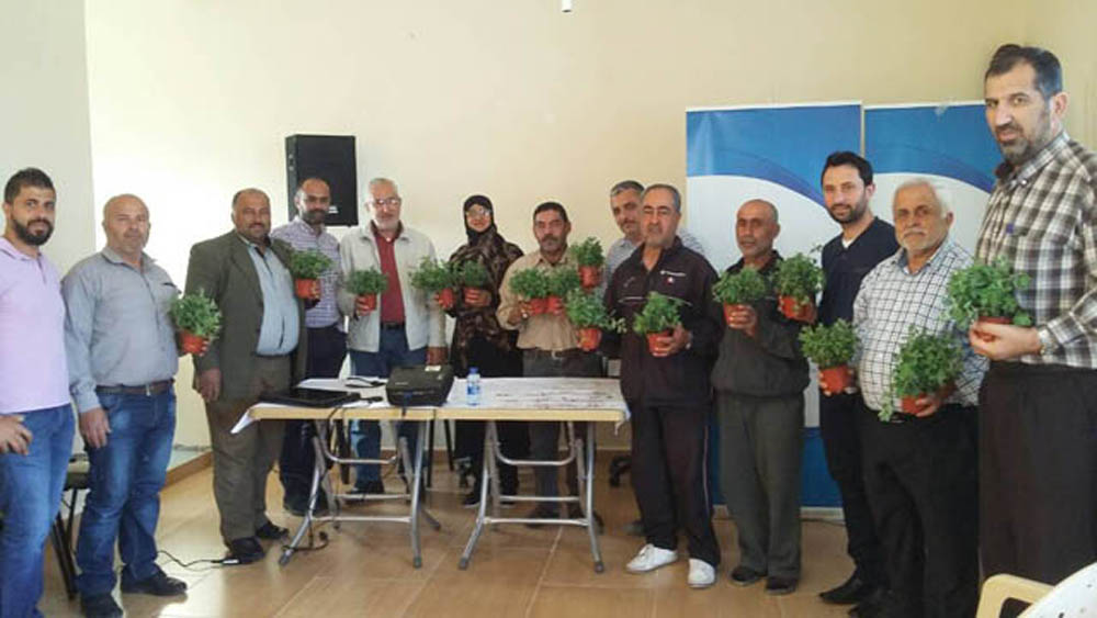 زراعة الزعتر في الجنوب