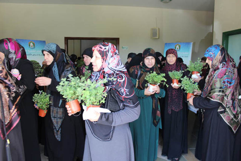 زراعة الزعتر في الجنوب