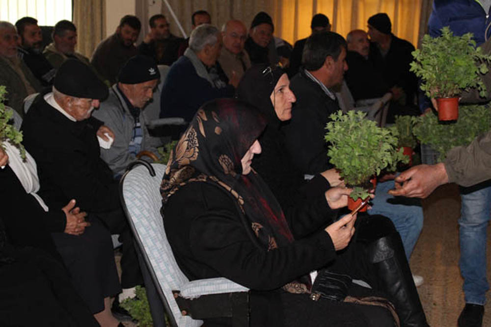 زراعة الزعتر في الجنوب