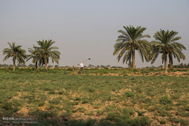 صور رائعة لقطف العنب 
