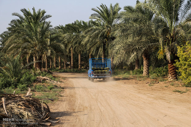 صور رائعة لقطف العنب 