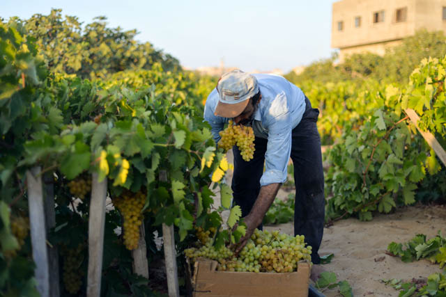 صور رائعة لقطف العنب 