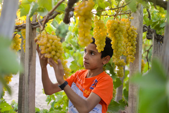 صور رائعة لقطف العنب 