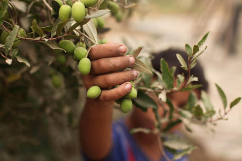 قطف الزيتون بدأ في فلسطين المحتلة