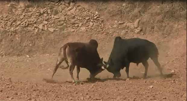 بالفيديو..رياضة من نوع آخر: مصارعة الثيران في النيبال