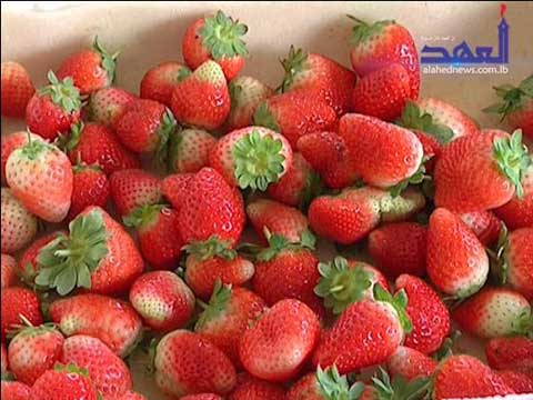 زراعة الفراولة في غزة وتسويقها اوروبياً