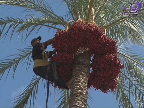 قطاع غزة ينتج 6500 طن من البلح