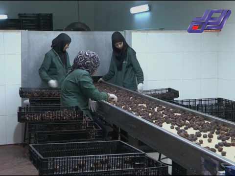 مزارع النخيل في الأغوار