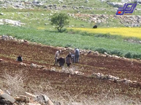  شتلة التبغ: شتلة الصمود في جنوب لبنان