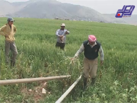  إنحباس المطر يهدد موسم القمح في البقاع   