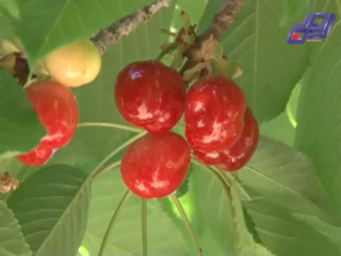 زراعة الكرز في بلدات غربي بعلبك