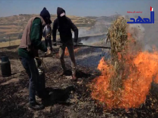 الفريكة الوجبة التراثية الفلسطينية .. كيف تعدّ ؟