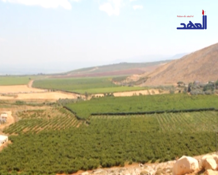 تلف أطنان من المزروعات في الجنوب لندرة اليد العاملة