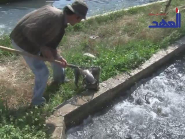 سمك الترويت .. قطاع منتج يعاني اهمال الدولة