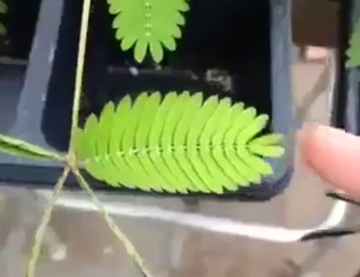 نبتة عجيبة تستحي بلمسة