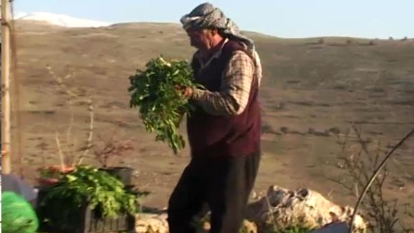 &rsquo;&rsquo;السليقة&rsquo;&rsquo; غذاء ودواء العائلات في فصل الشتاء