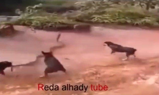 معركة شرسة بين مجموعة كلاب وأفعى كوبرا .. من المنتصر؟