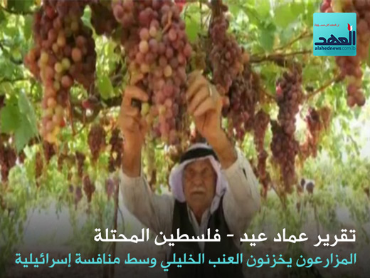 عنب الخليل في فلسطين المحتلة وإسرائيل الغاصبة - عماد عيد - 10-10-2016 