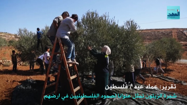 شجرة الزيتون عنوان الصمود الفلسطيني - عماد عيد -13-10-2016