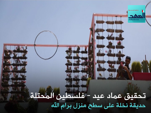 حديقة رامي نخلة على سطح منزله في الضفة الغربية - عماد عيد - 03-11-2016