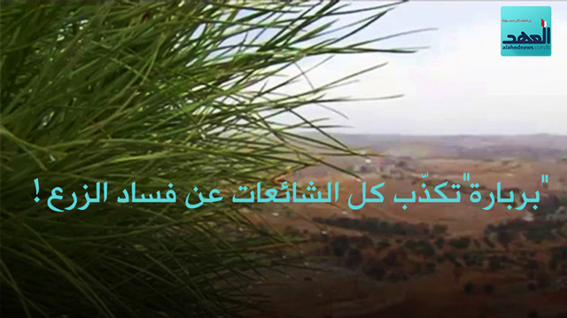 &rsquo;&rsquo;بربارة&rsquo;&rsquo; تكذّب كل الشائعات عن فساد الزرع!