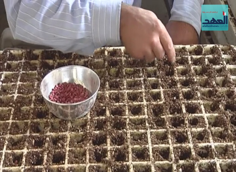 فكرة زراعية جديدة لتوفير مياه الريّ!