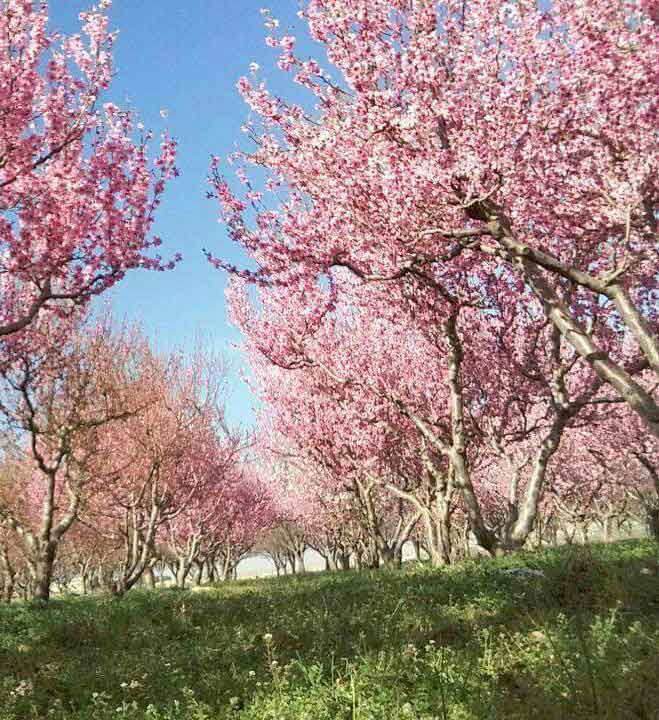 أول أيام الربيع في لبنان: الى  الحياة در...