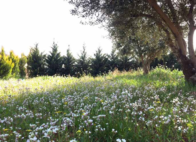 أول أيام الربيع في لبنان: الى  الحياة در...