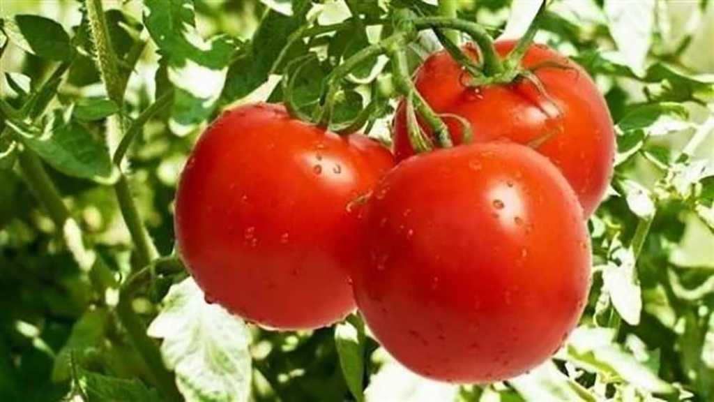 إليكم الفوائد المذهلة للبندورة !!
