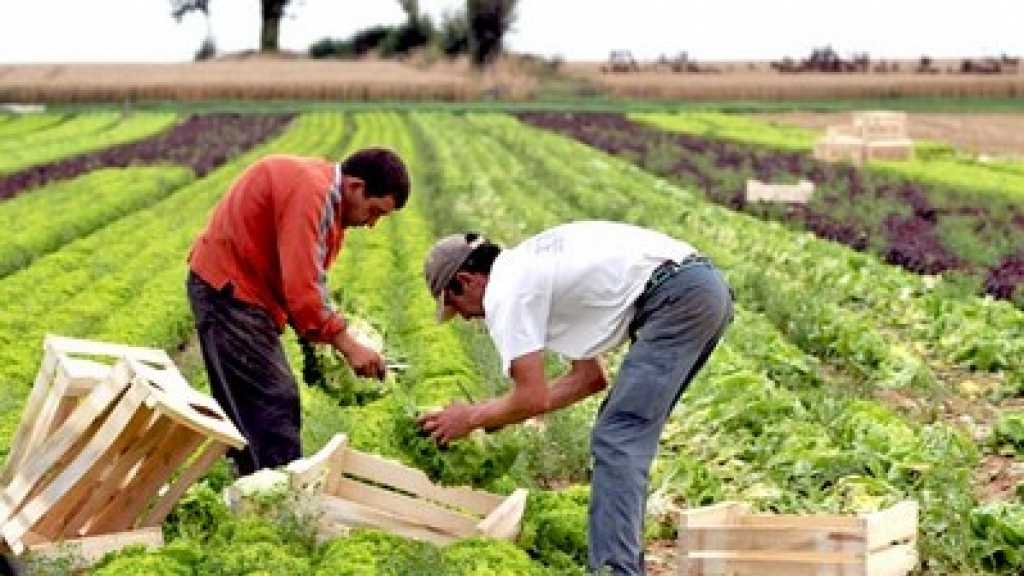 مشروع قانون يمنح أراضي أملاك الدولة في المغرب لمن يفلحها