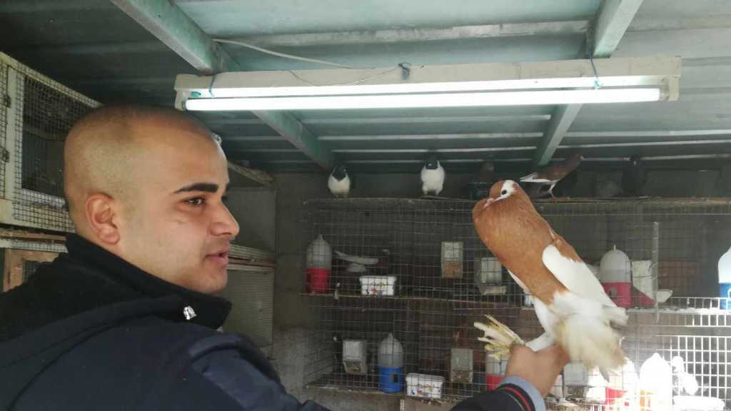 تربية الطيور.. مهنة واعدة تجذب الفلسطينيين