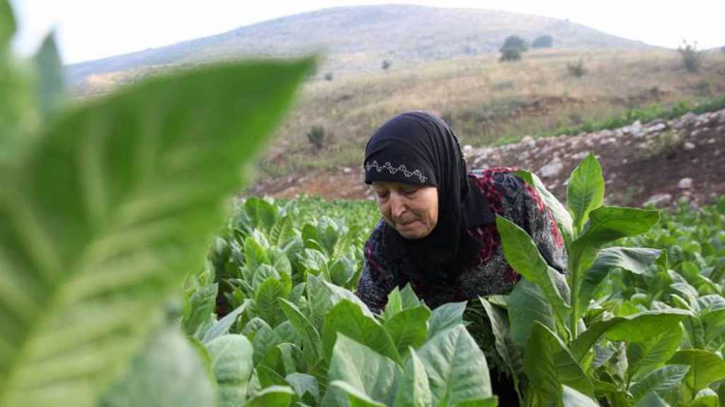 مرض ضرب مواسم التبغ ويهدد موسم القمح