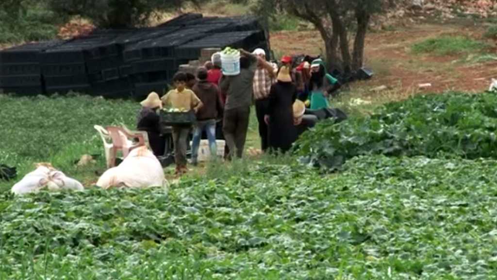 لبنان يزرع حقوله بفعل طمأنينة صنعها أبطال المقاومة