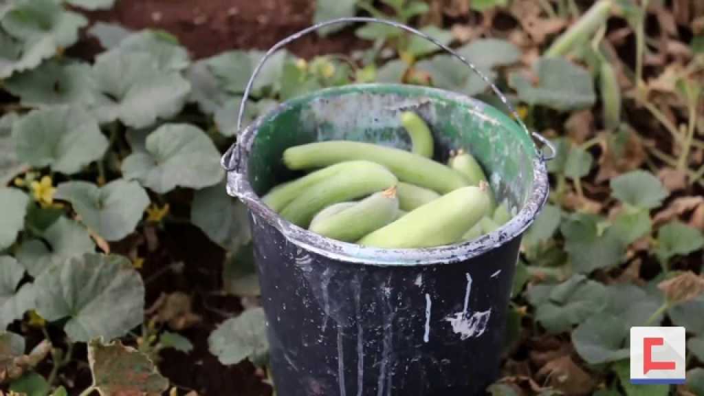 مزارعات خاصة للمقتى الفلسطيني
