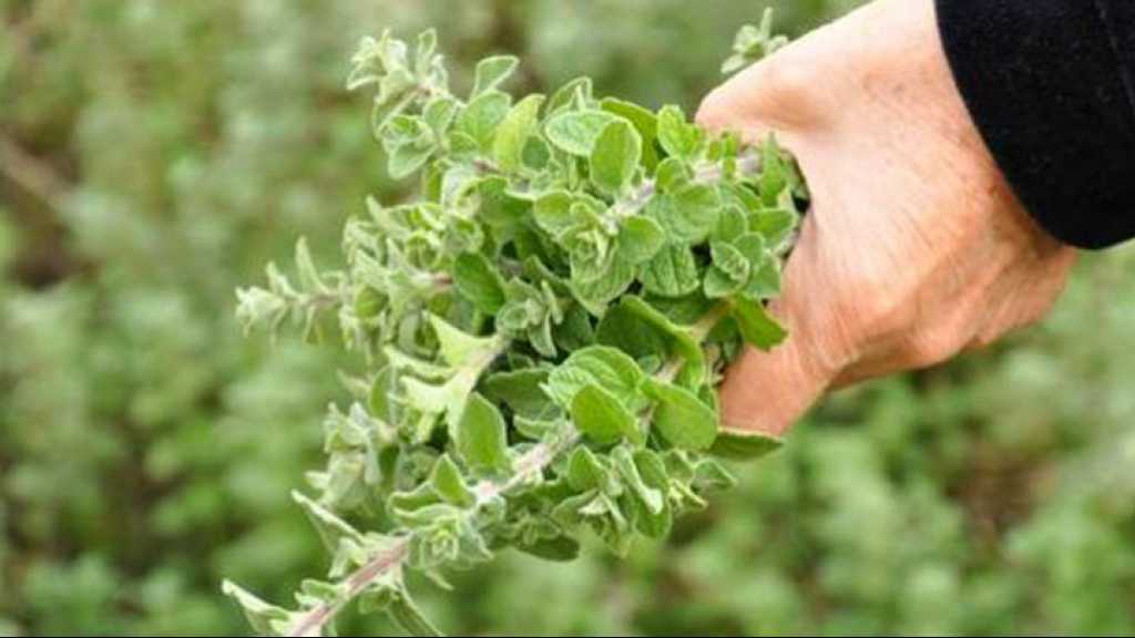 زراعة الزعتر تتطوّر بالجنوب .. وعلى أسس علمية!