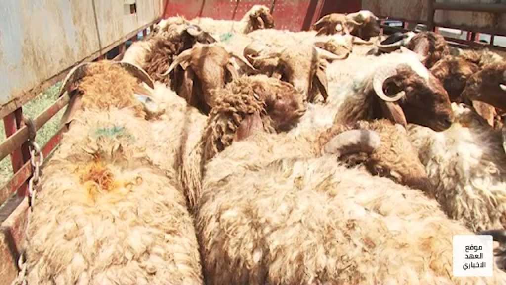 اتحاد بلديات بنت جبيل يوزع أضاحي العيد على العوائل المحتاجة